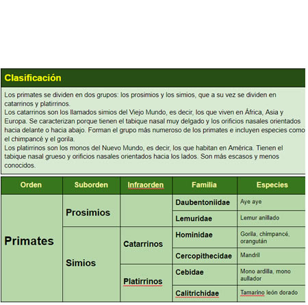 CLASIFICACION DE LOS PRIMATES